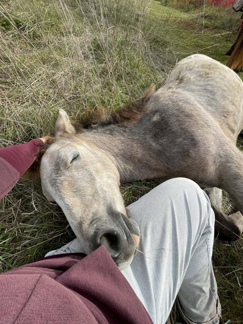 Veulen (ml) Connemara Te koop 2025 Schimmel ,  Pady Mélody d'Auxence
