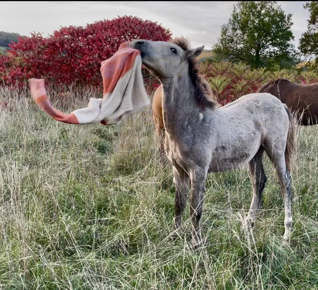 Veulen (ml) Connemara Te koop 2025 Schimmel ,  Pady Mélody d'Auxence