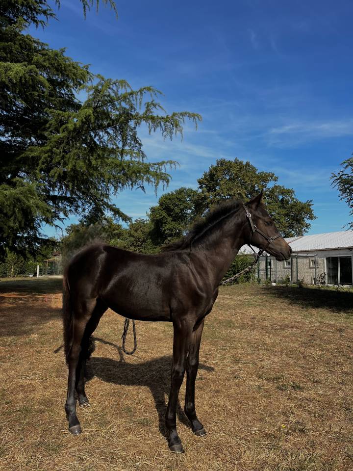 Veulen (ml) Franse rijpony PFS Te koop 2025 Bruin / Bai