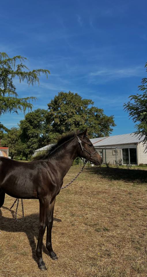 Veulen (ml) Franse rijpony PFS Te koop 2025 Bruin / Bai