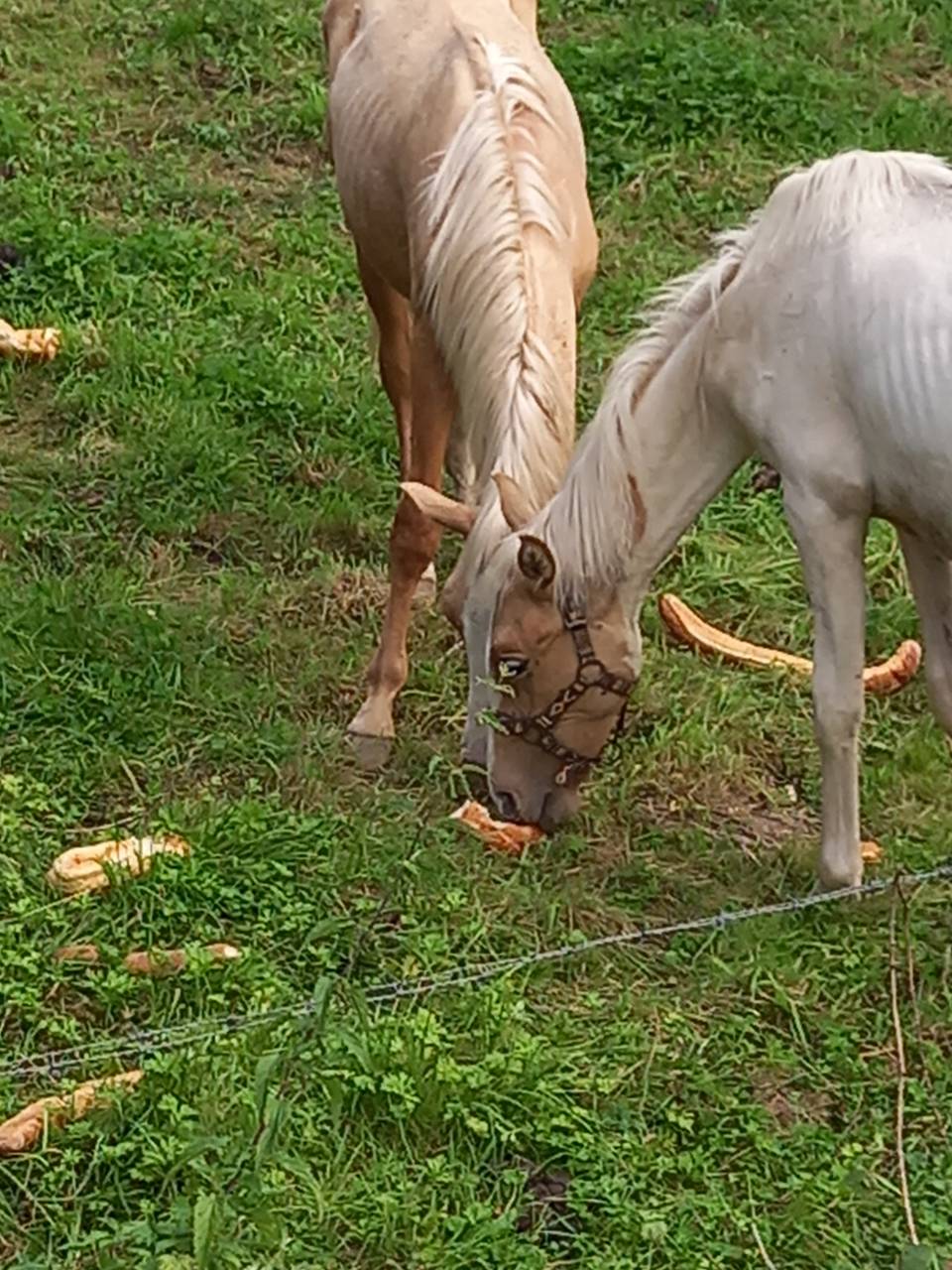 Veulen (ml) Palomino Te koop 2024 Bont