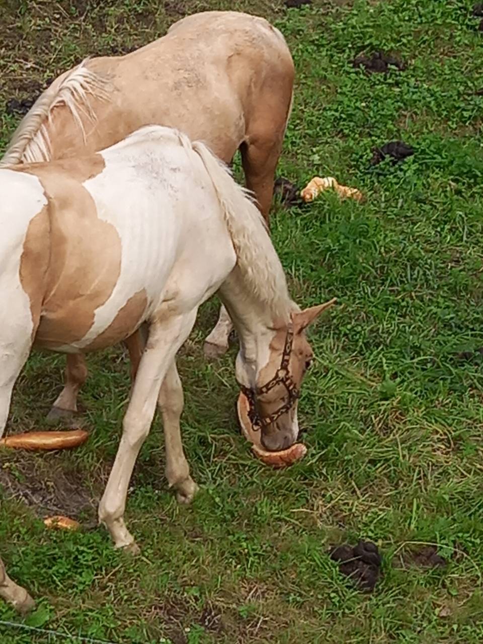 Veulen (ml) Palomino Te koop 2024 Bont