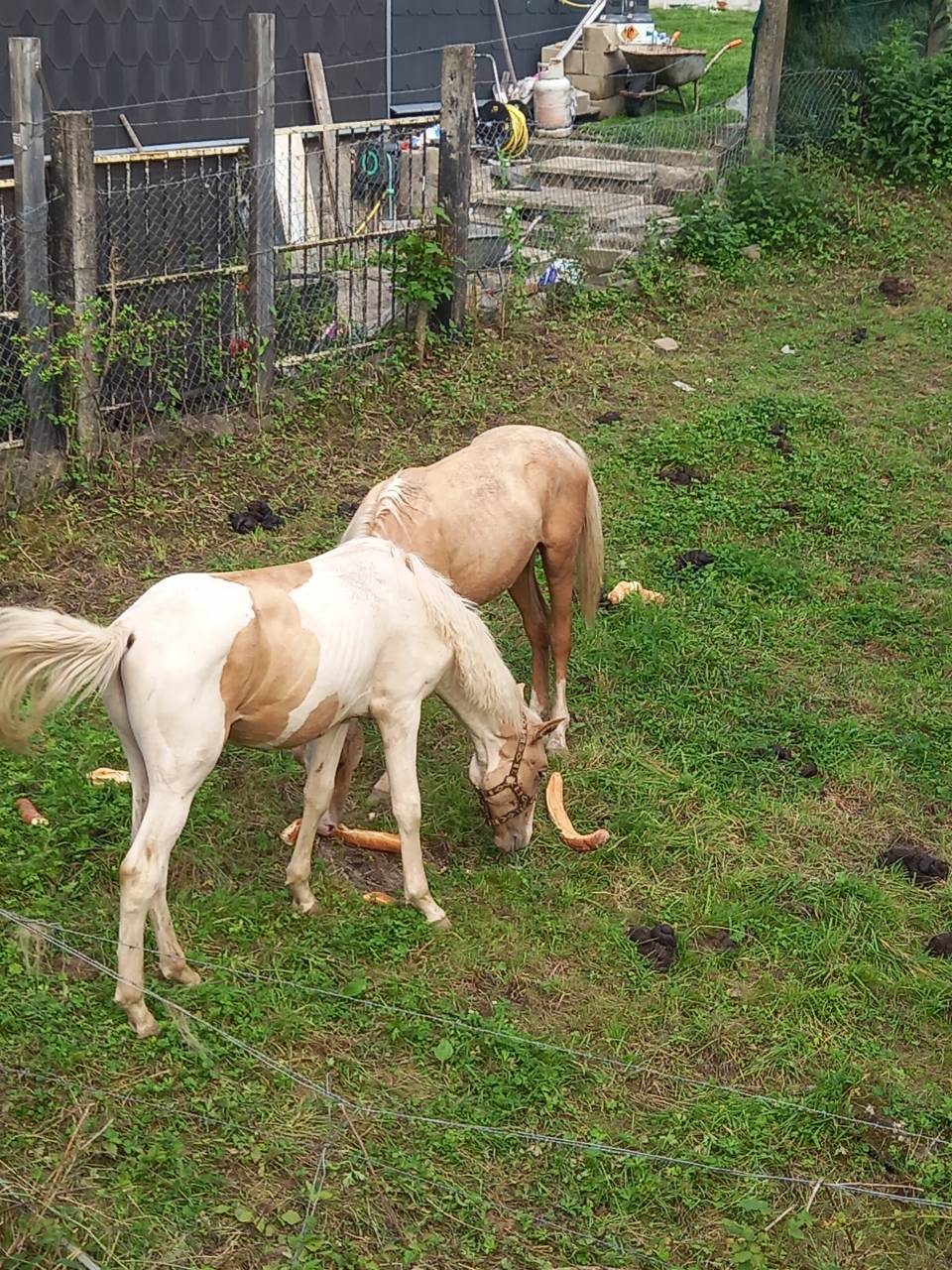 Veulen (ml) Palomino Te koop 2024 Bont