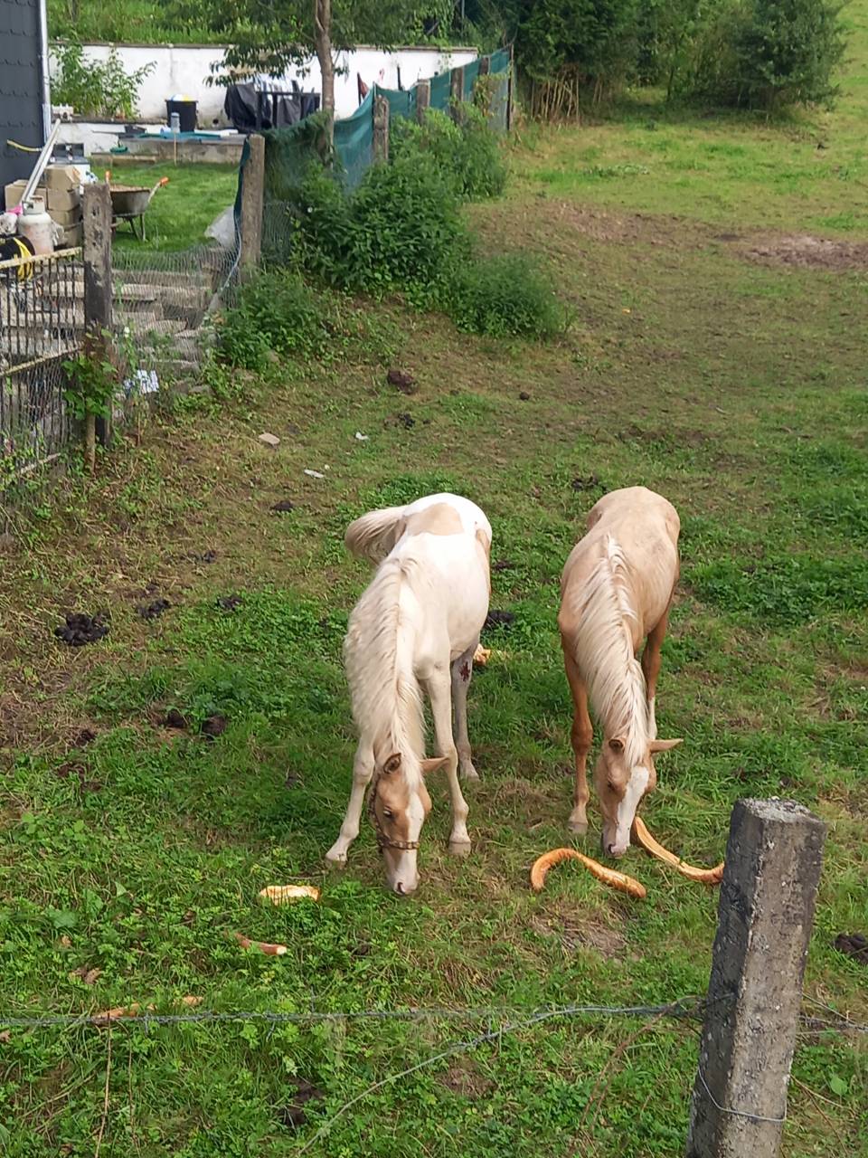 Veulen (ml) Palomino Te koop 2024 Bont