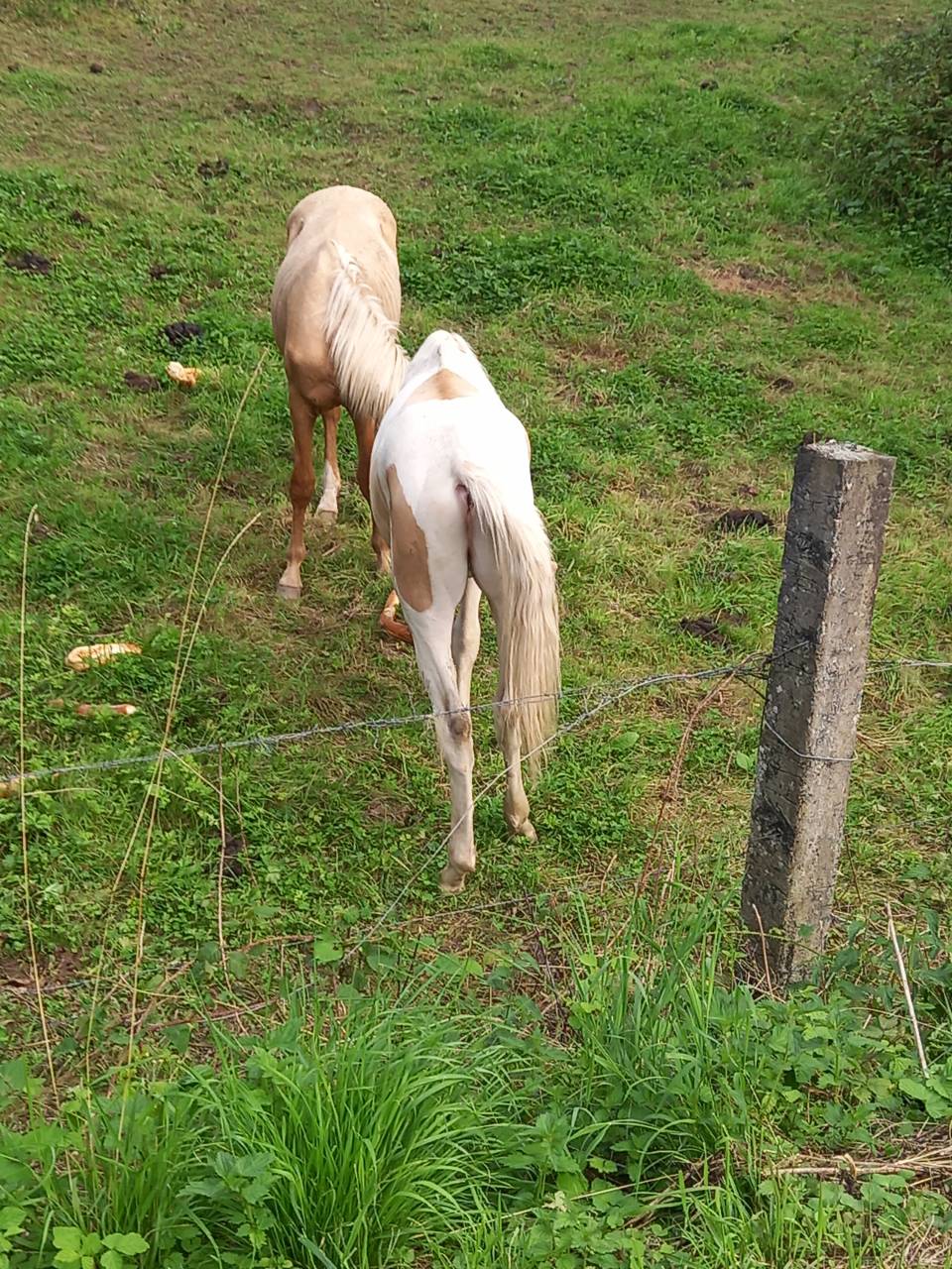 Veulen (ml) Palomino Te koop 2024 Bont