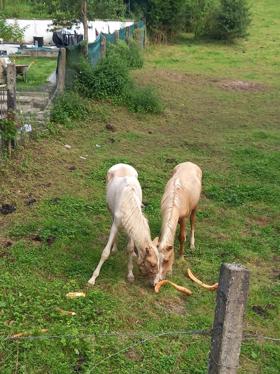 Veulen (ml) Palomino Te koop 2024 Bont