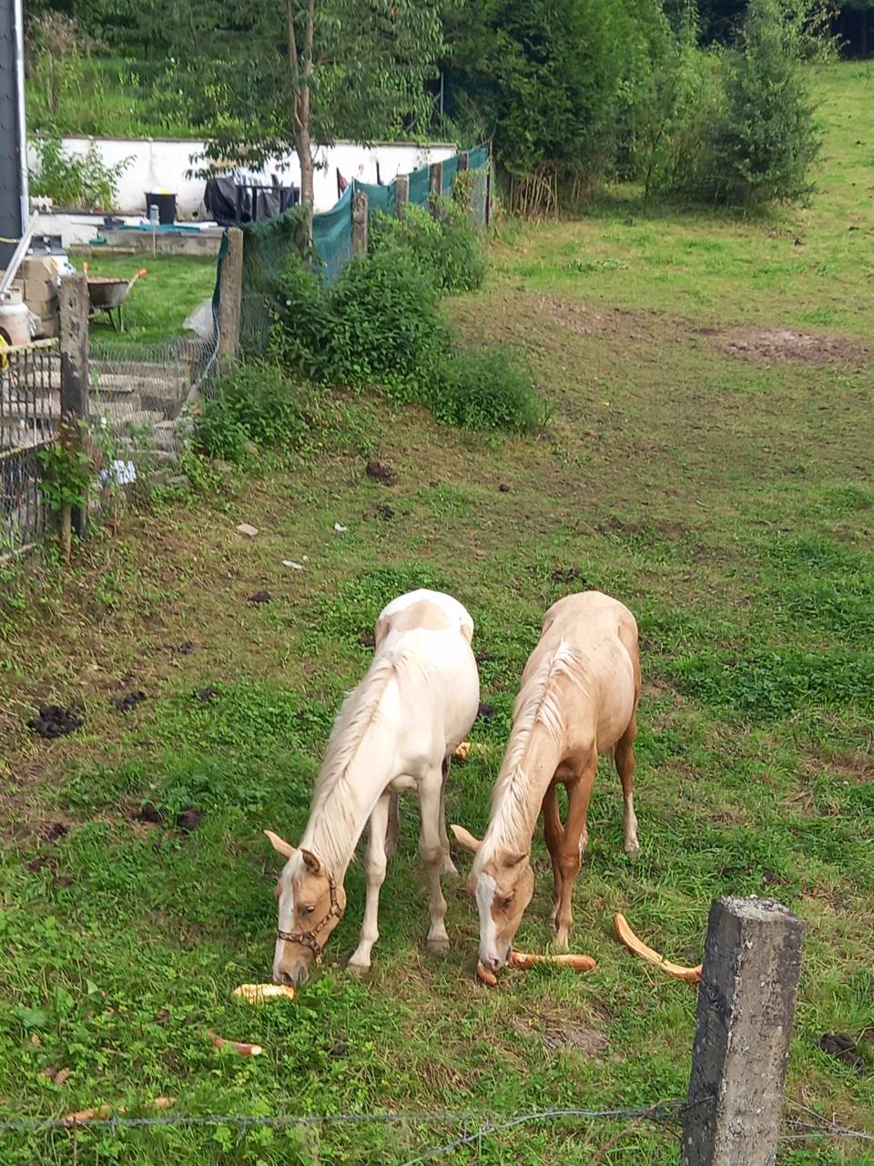 Veulen (ml) Palomino Te koop 2024 Bont