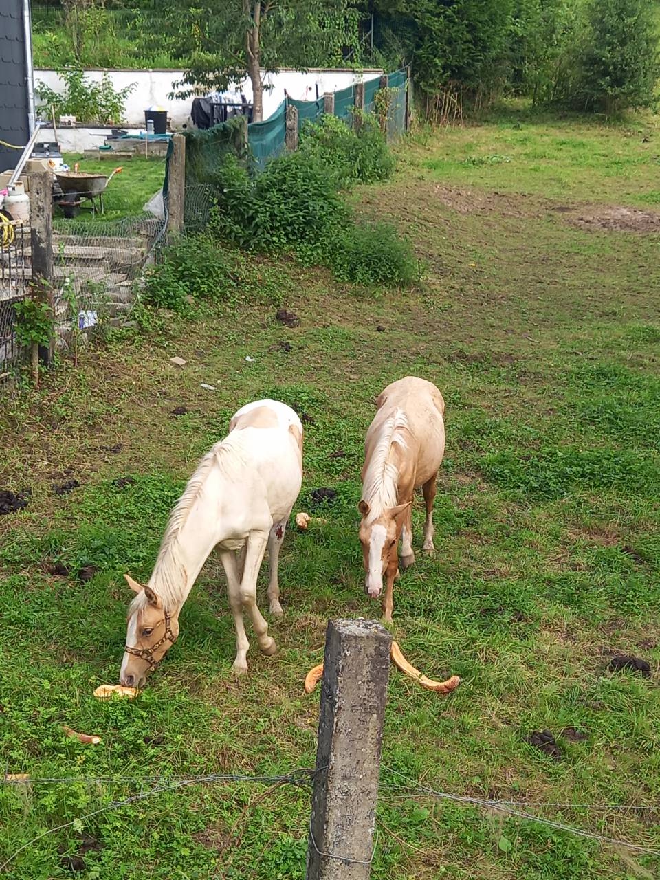 Veulen (ml) Palomino Te koop 2024 Bont