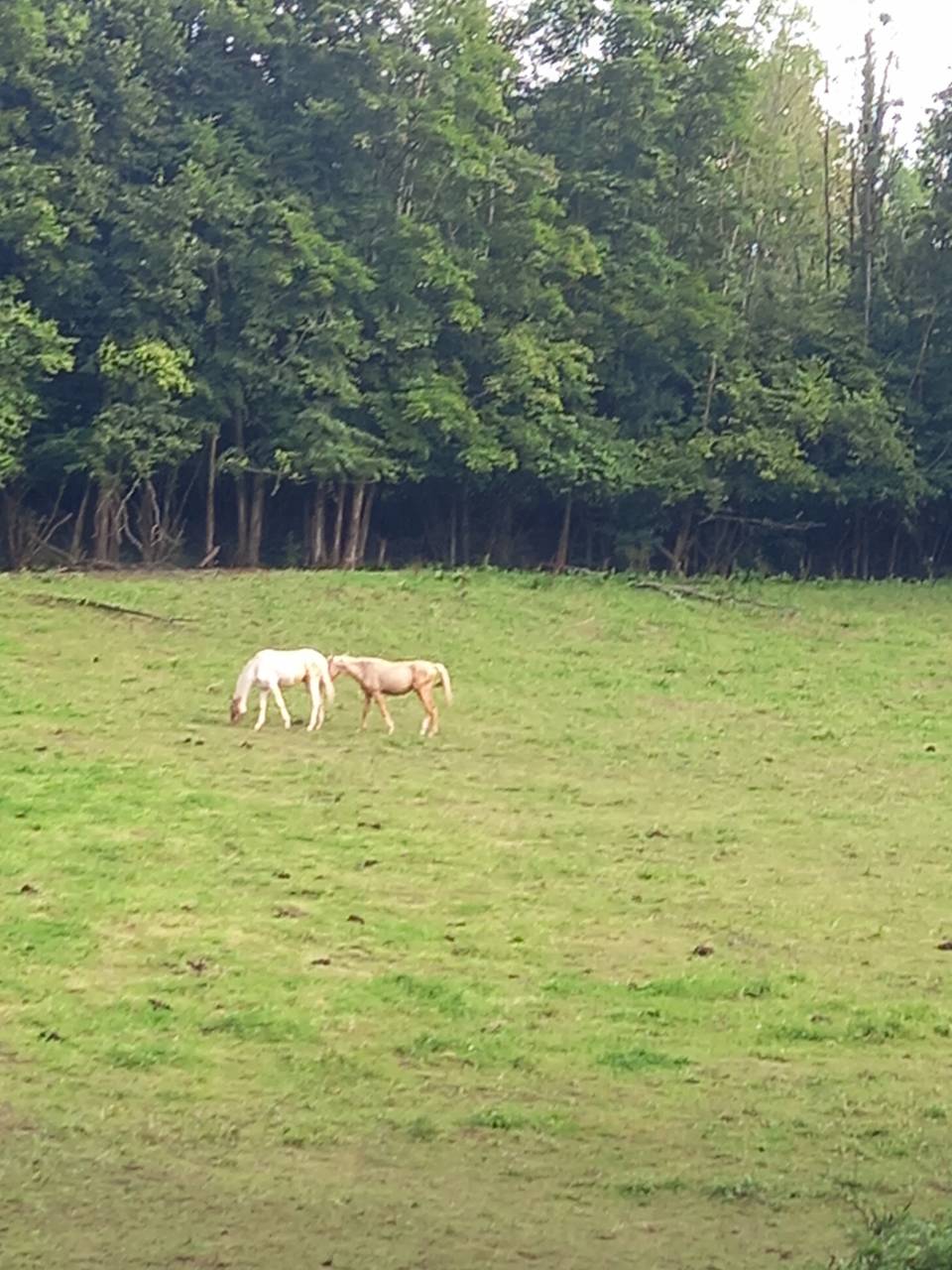 Veulen (ml) Palomino Te koop 2024 Bont