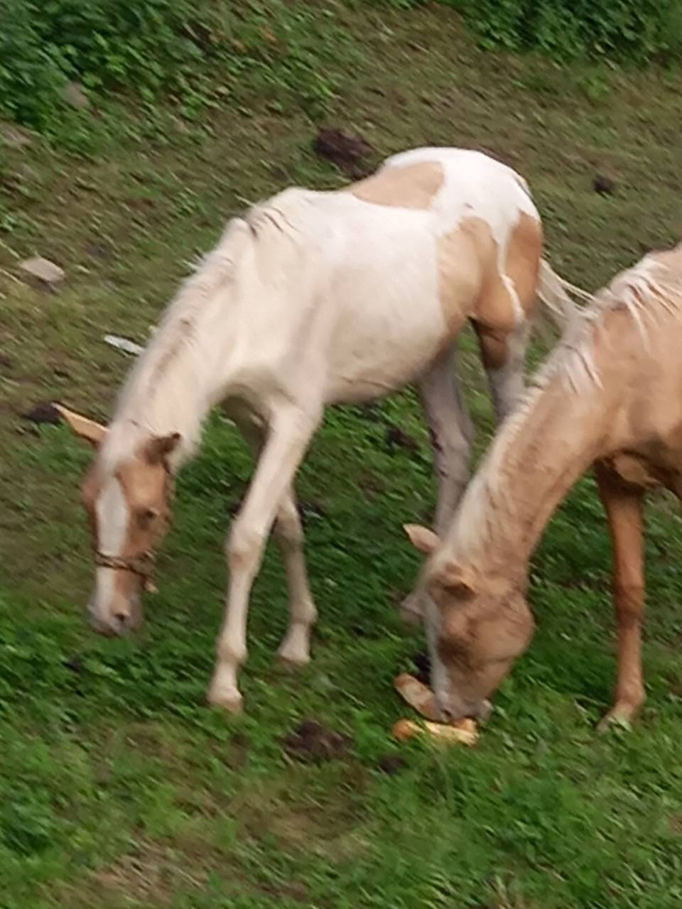 Veulen (ml) Palomino Te koop 2024 Bont