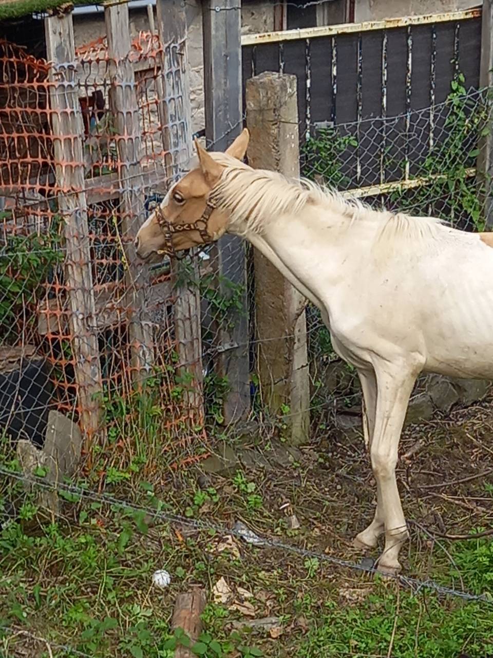Veulen (ml) Palomino Te koop 2024 Bont