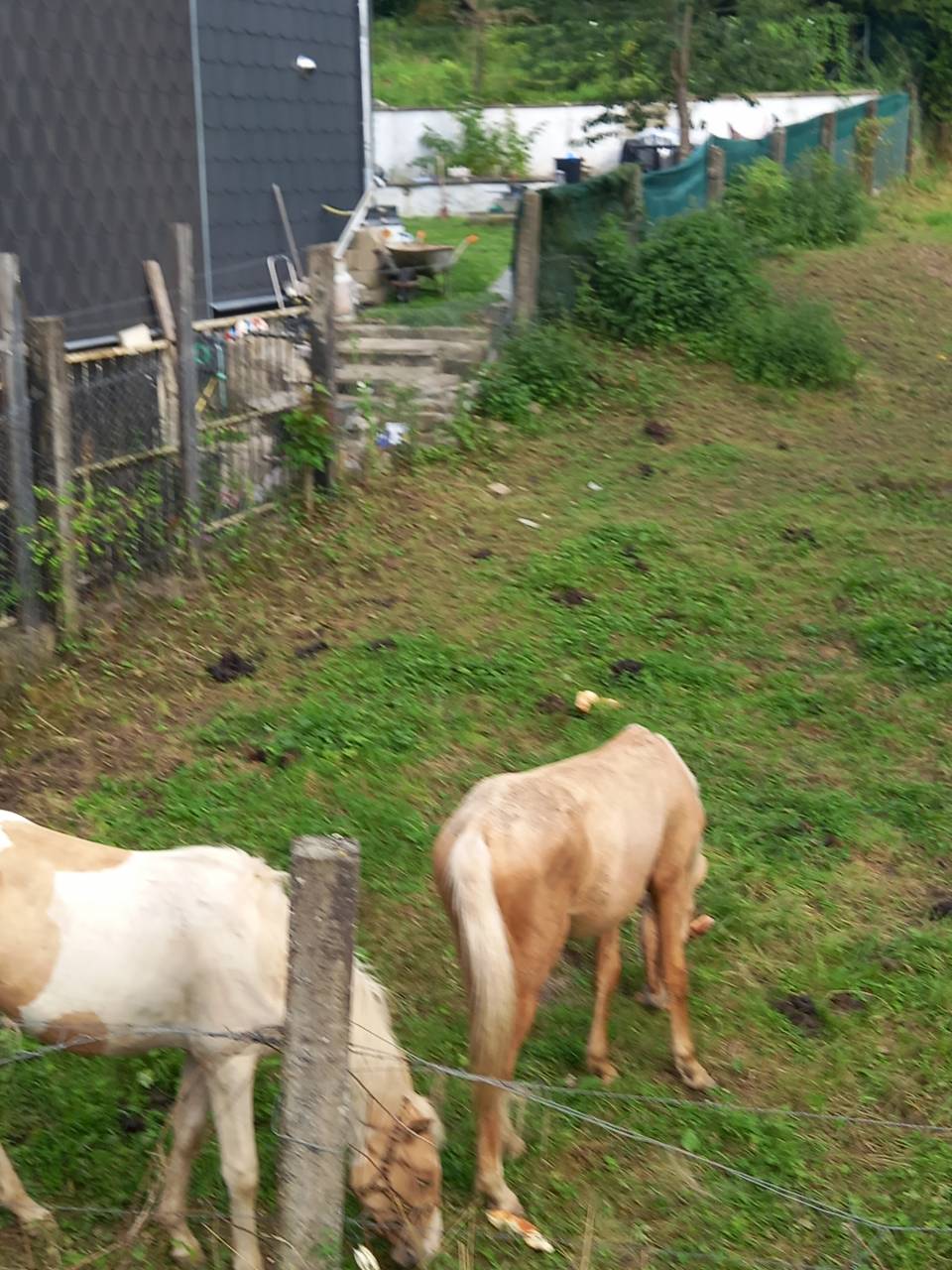 Veulen (ml) Palomino Te koop 2024 Bont