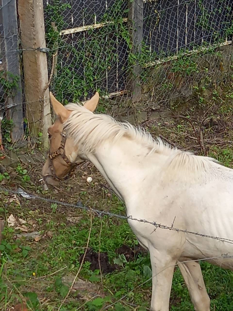 Veulen (ml) Palomino Te koop 2024 Bont