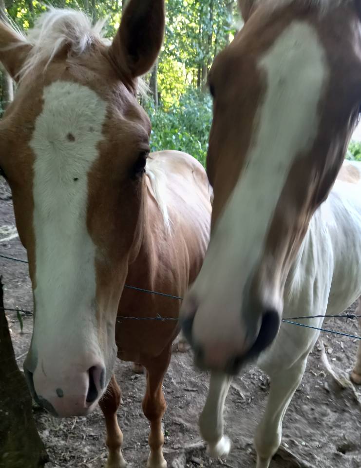 Veulen (ml) Palomino Te koop 2024 Bont