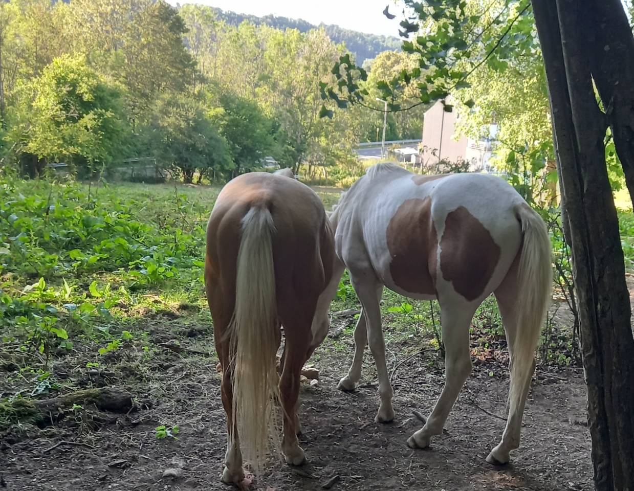 Veulen (ml) Palomino Te koop 2024 Bont