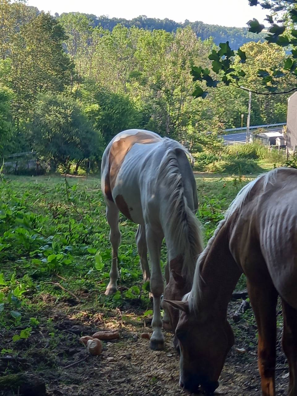 Veulen (ml) Palomino Te koop 2024 Bont