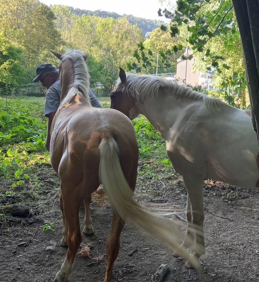 Veulen (ml) Palomino Te koop 2024 Bont