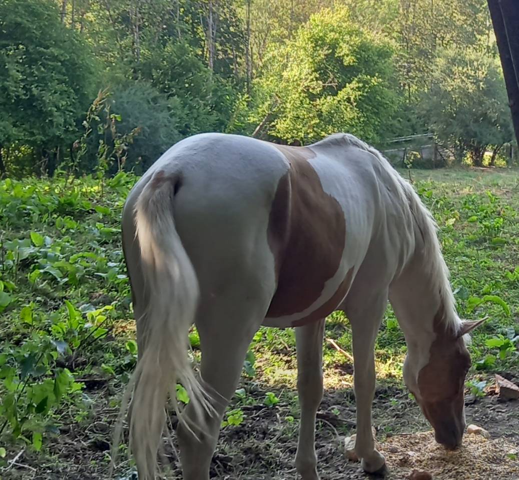 Veulen (ml) Palomino Te koop 2024 Bont