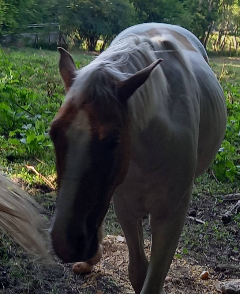 Veulen (ml) Palomino Te koop 2024 Bont
