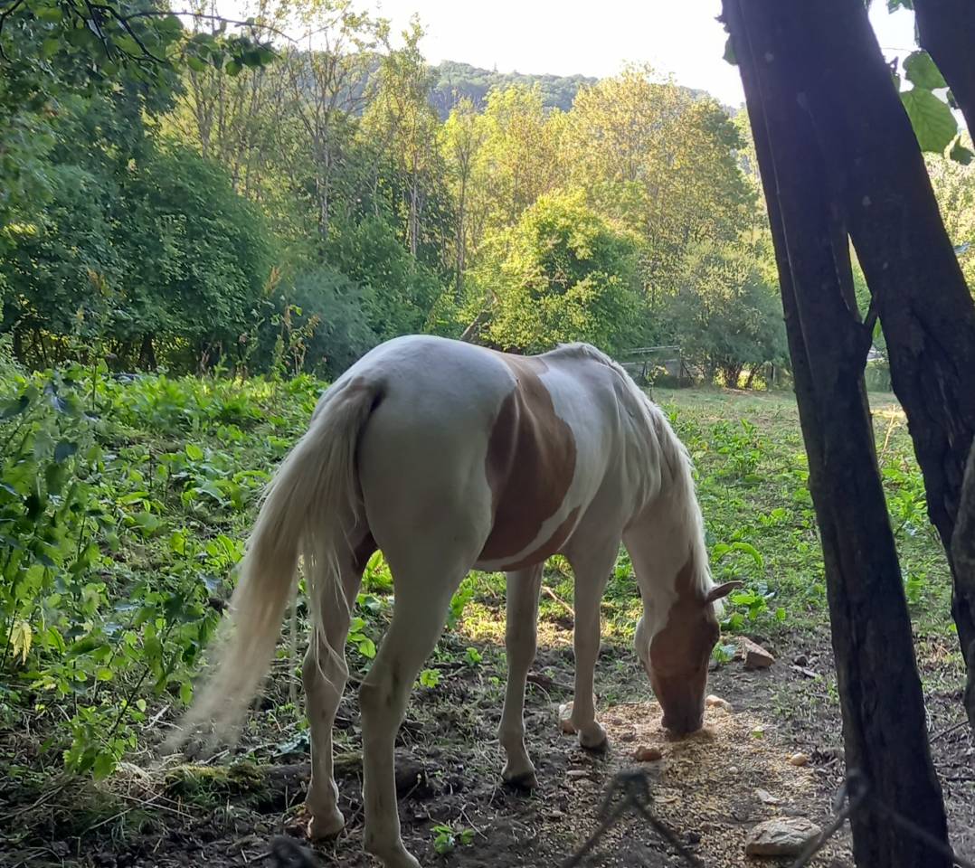Veulen (ml) Palomino Te koop 2024 Bont