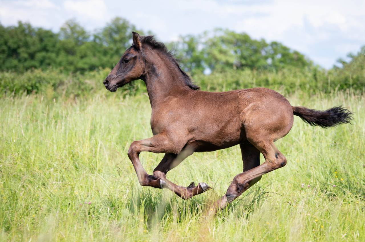 Veulen (ml) Fries Te koop 2025 Zwart
