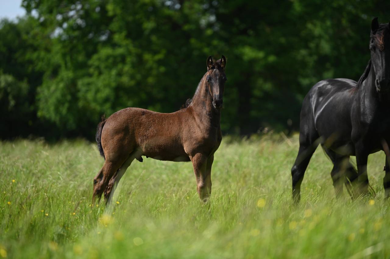 Veulen (ml) Fries Te koop 2025 Zwart