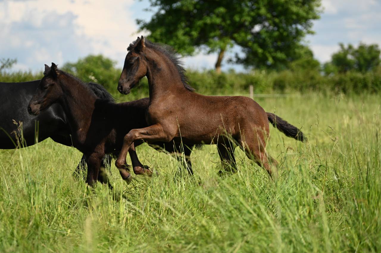 Veulen (ml) Fries Te koop 2025 Zwart