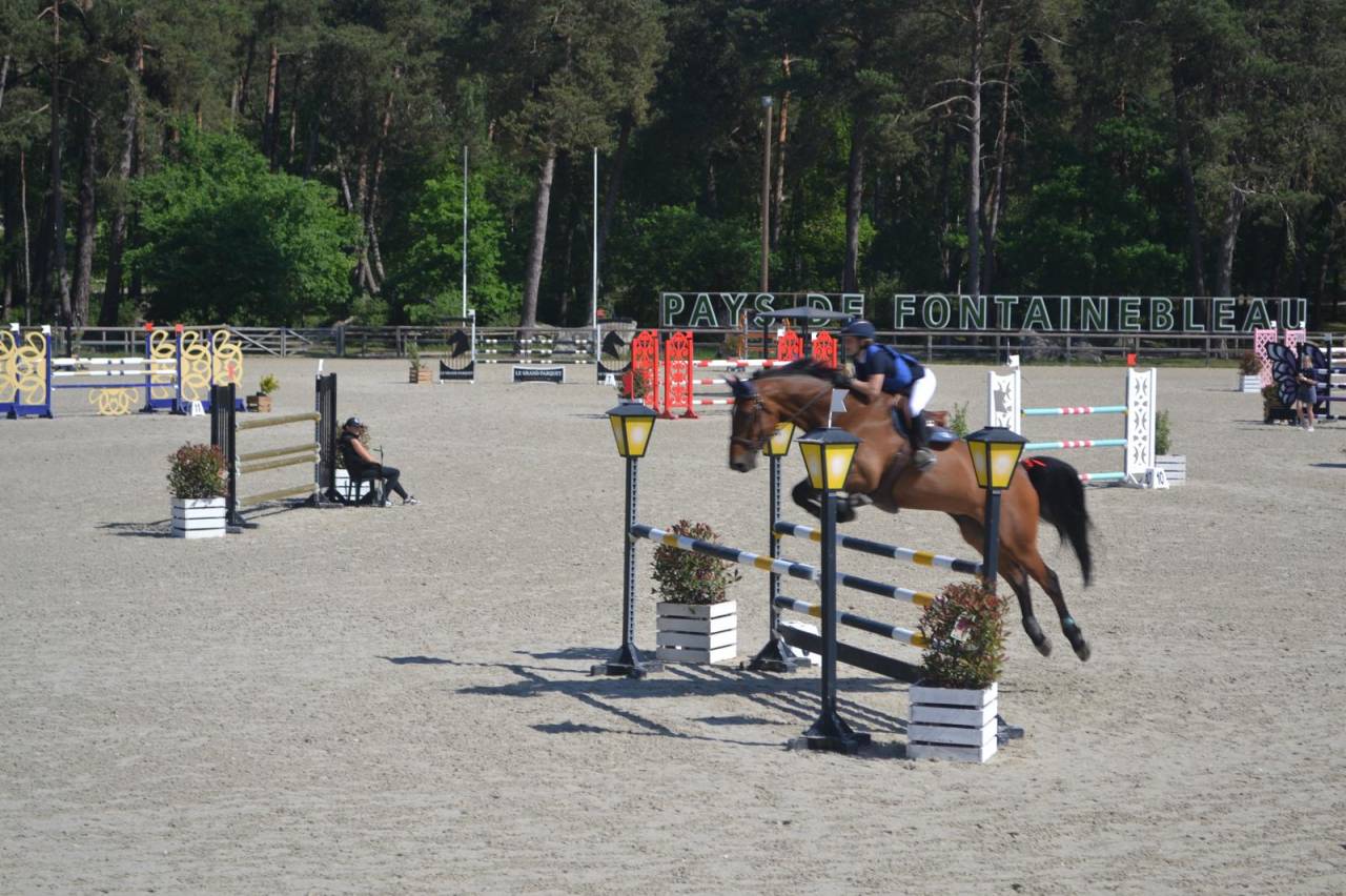 Ruin Selle Français Te koop 2014 Donker bruin / bai