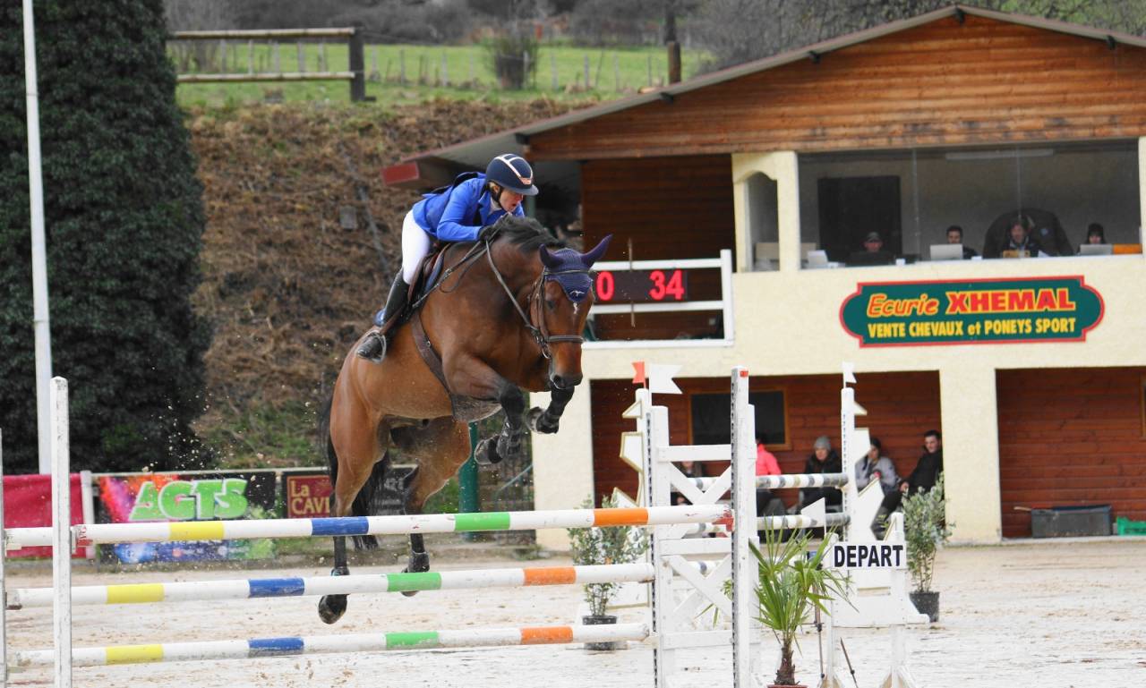 Ruin Selle Français Te koop 2014 Donker bruin / bai