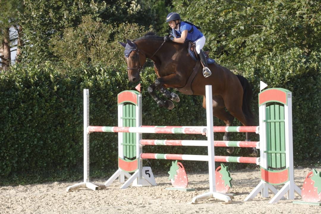 Ruin Selle Français Te koop 2014 Donker bruin / bai