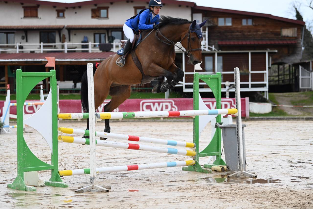 Ruin Selle Français Te koop 2014 Donker bruin / bai
