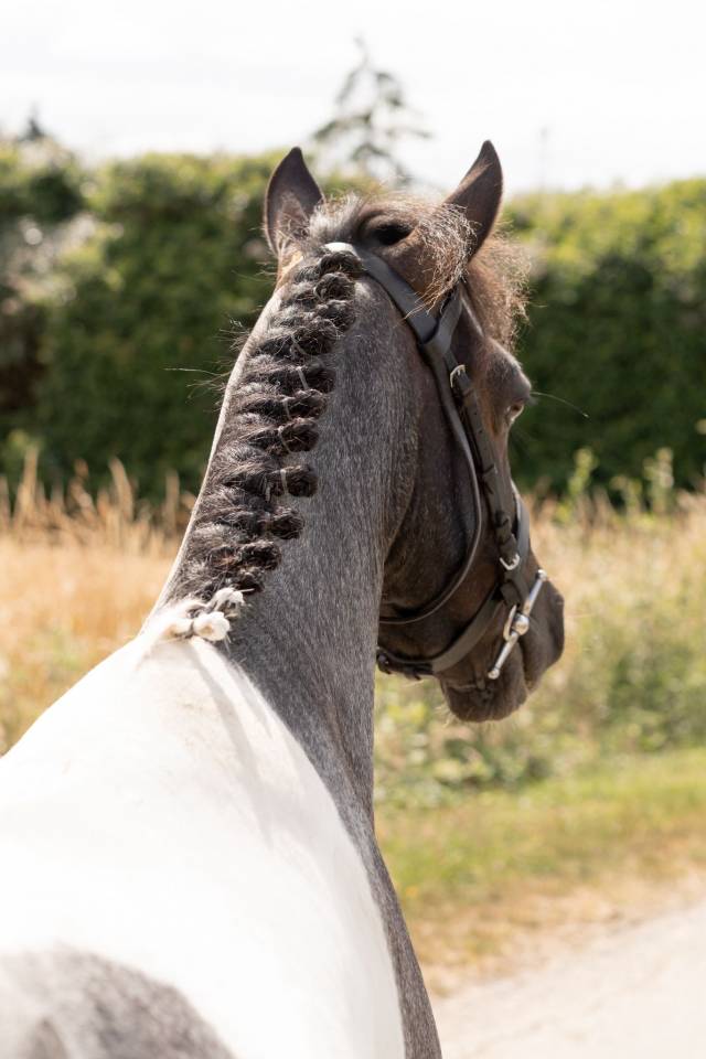 Ruin Ras onbekend Te koop 2016 Bont