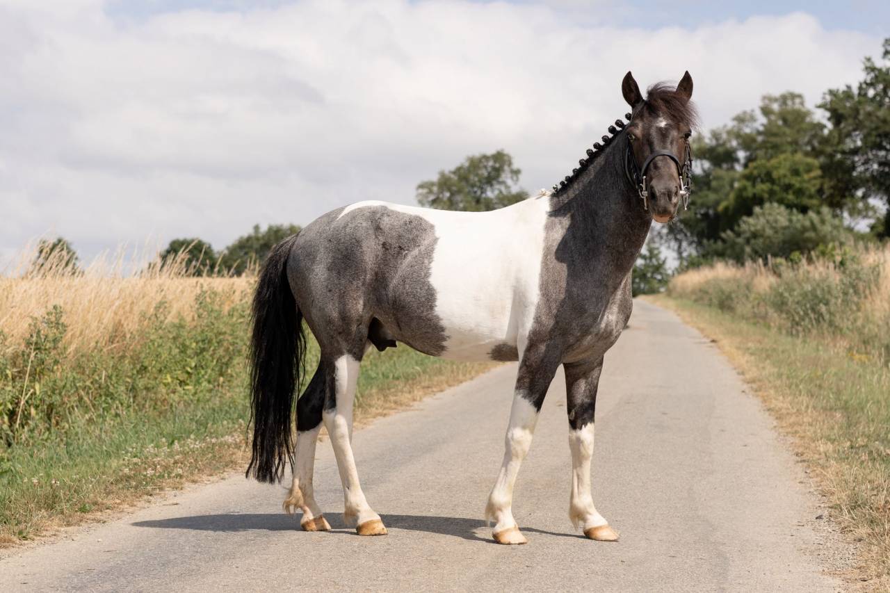 Ruin Ras onbekend Te koop 2016 Bont