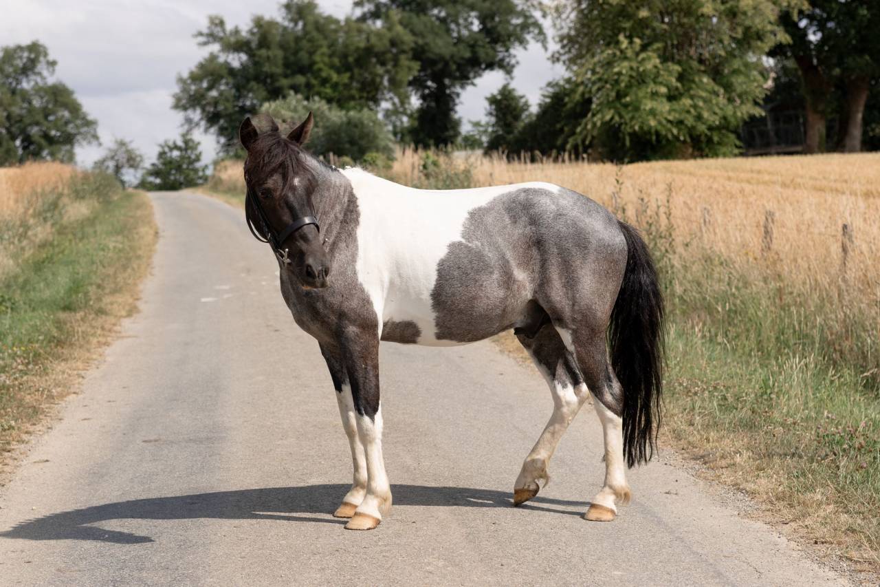 Ruin Ras onbekend Te koop 2016 Bont