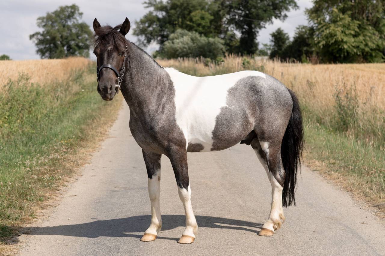 Ruin Ras onbekend Te koop 2016 Bont