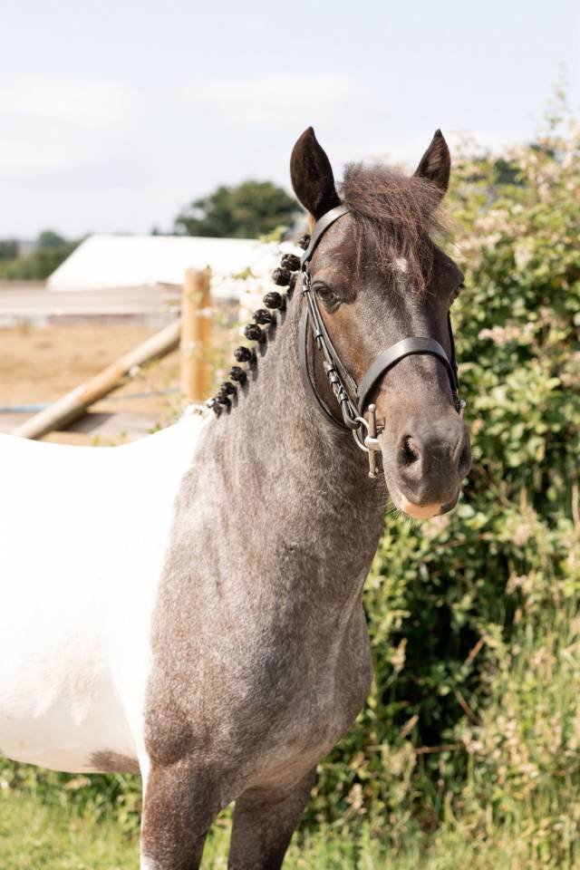 Ruin Ras onbekend Te koop 2016 Bont