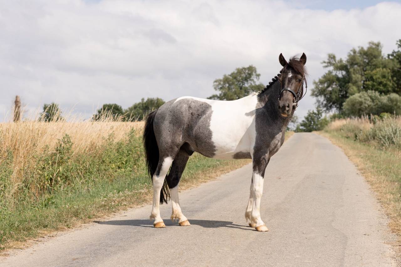Ruin Ras onbekend Te koop 2016 Bont