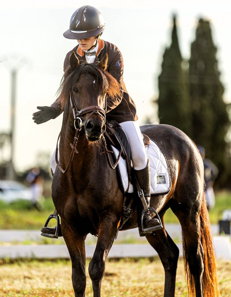 Dekhengst Connemara Te koop 2019 Donker bruin / bai