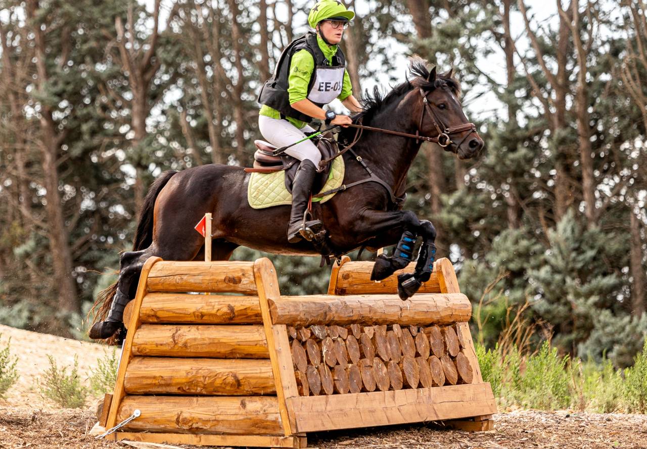 Dekhengst Connemara Te koop 2019 Donker bruin / bai