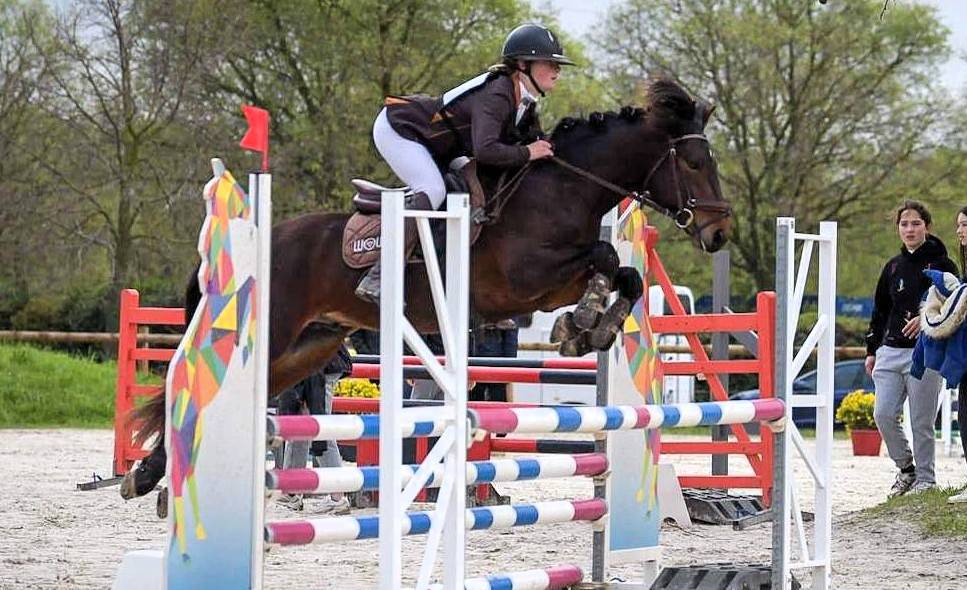 Dekhengst Connemara Te koop 2019 Donker bruin / bai