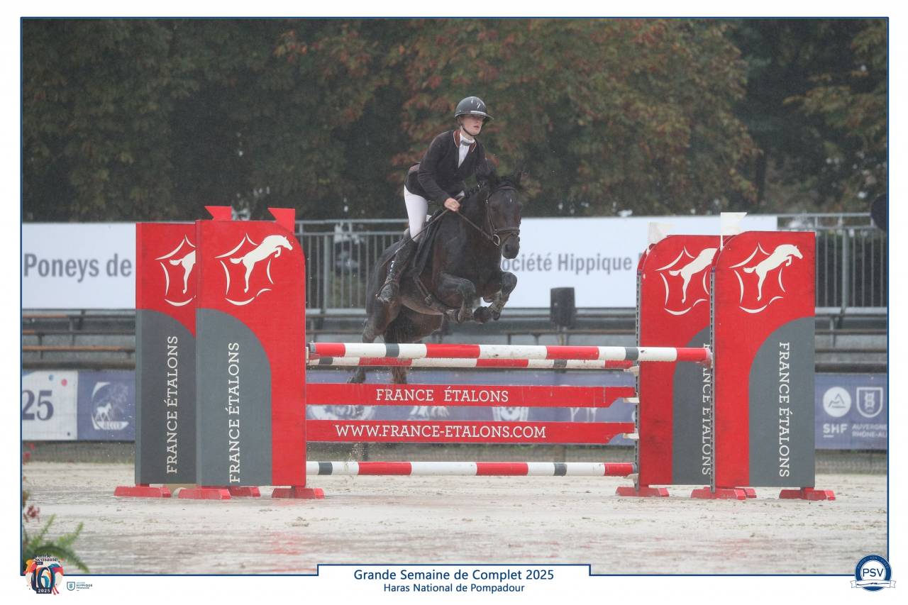 Dekhengst Connemara Te koop 2019 Donker bruin / bai