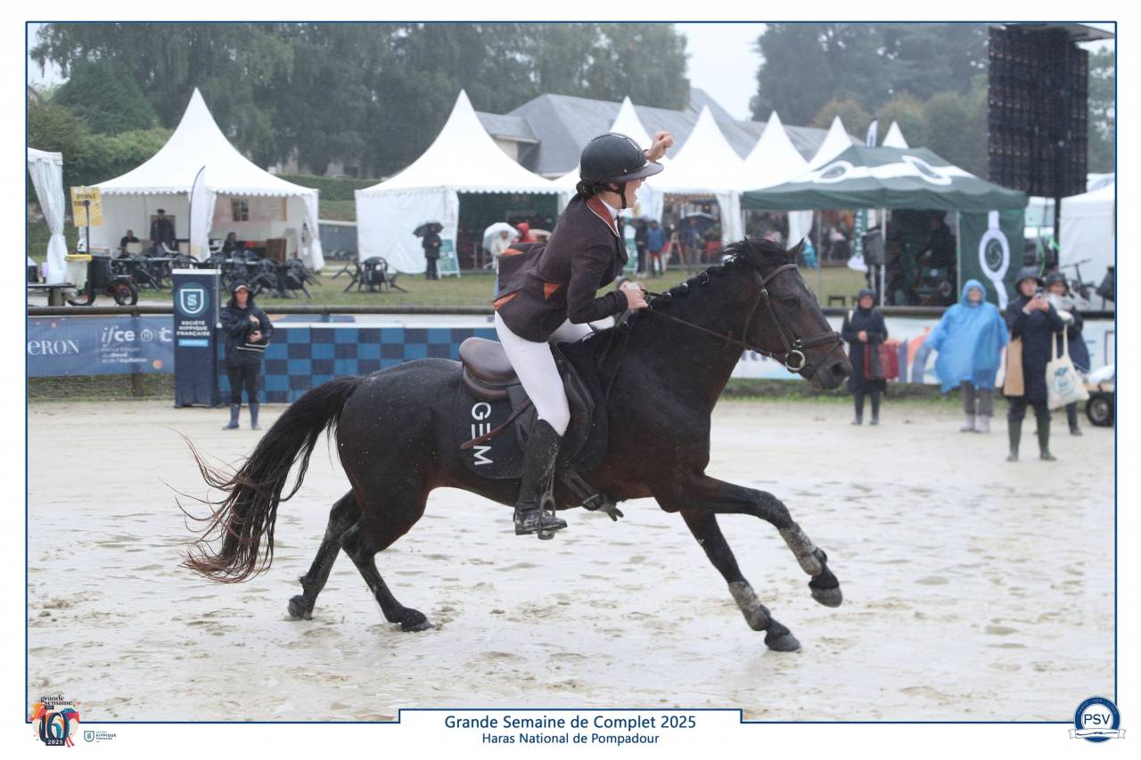 Dekhengst Connemara Te koop 2019 Donker bruin / bai