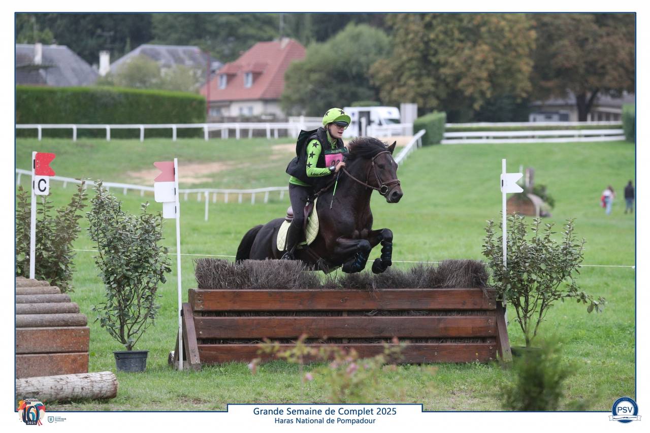 Dekhengst Connemara Te koop 2019 Donker bruin / bai