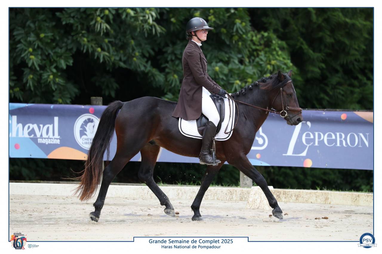 Dekhengst Connemara Te koop 2019 Donker bruin / bai