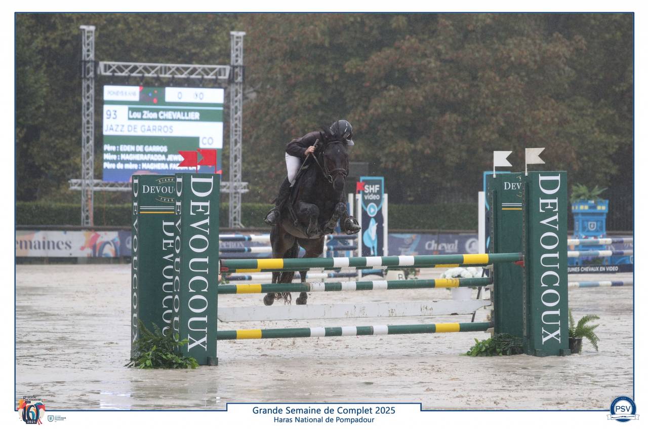 Dekhengst Connemara Te koop 2019 Donker bruin / bai