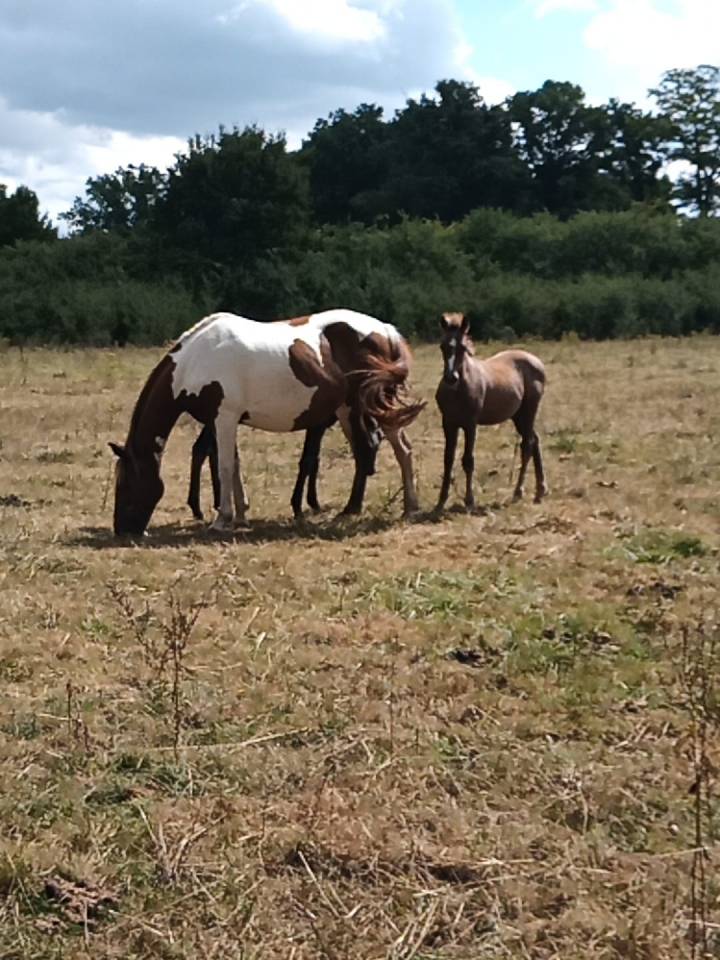 Ruin Rijpaard Te koop 2020 Schimmel