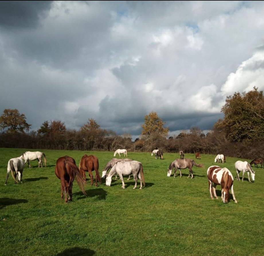 Ruin Rijpaard Te koop 2020 Schimmel