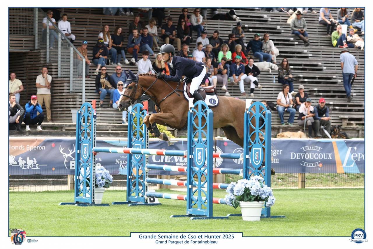 Ruin Selle Français Te koop 2019 Vos