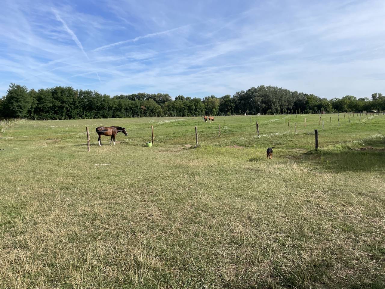 Ruiterclub Koop Is&egrave;re