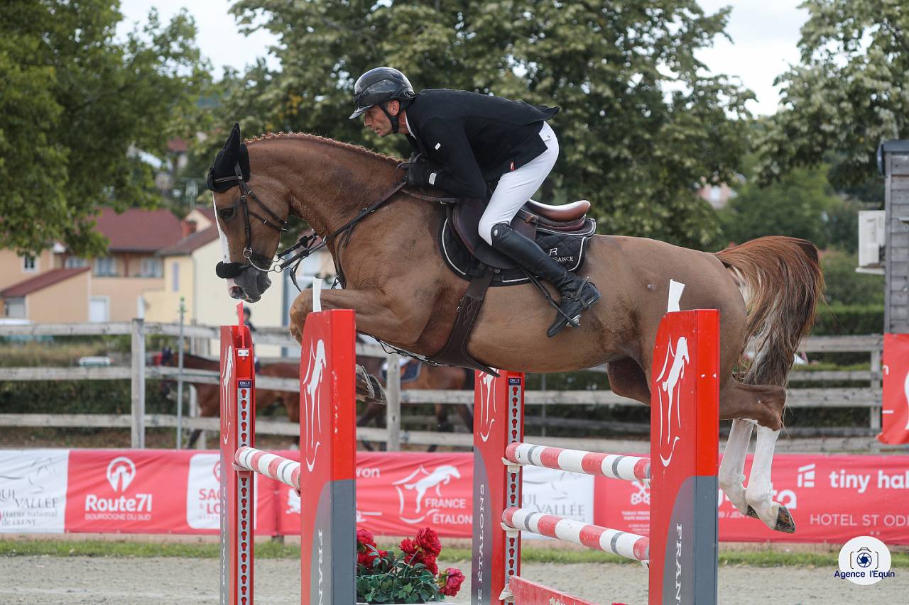 Merrie Selle Français Te koop 2019 Vos ,  UNTOUCHABLE